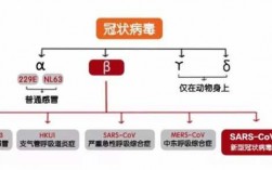 新冠病毒亚科多少个属（新冠病毒主要分为哪三个亚组）