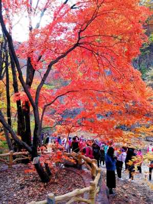 本溪关门山枫叶门票多少钱（本溪关门山枫红指数）-图1