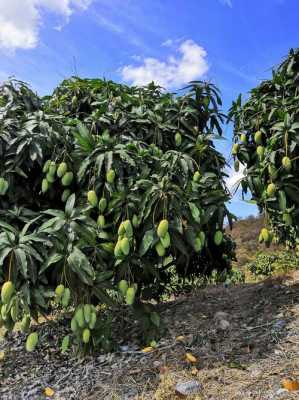 宜昌芒果价格是多少（湖北芒果种植基地）-图1