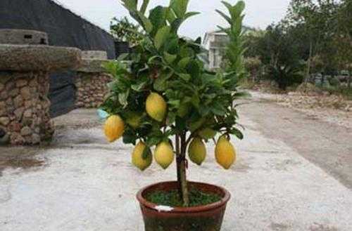 柠檬树多少钱（柠檬树多少钱一米七）-图2